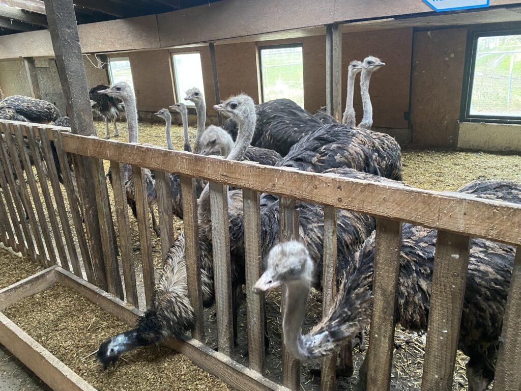 Straussenfarm Ostseeblick