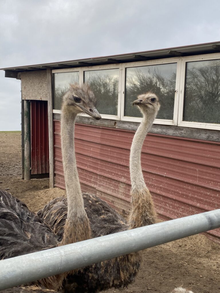 Straussenfarm Ostseeblick